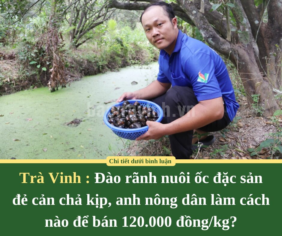 Đào rãnh nuôi ốc đặc sản đẻ cản chả kịp, anh nông dân Trà Vinh làm cách nào để bán 120.000 đồng/kg?