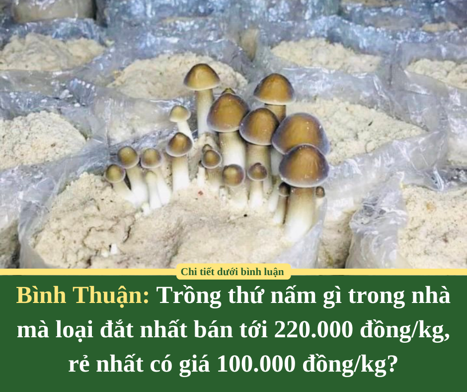 Bình Thuận: Trồng thứ nấm gì trong nhà mà loại đắt nhất bán tới 220.000 đồng/kg, rẻ nhất có giá 100.000 đồng/kg?