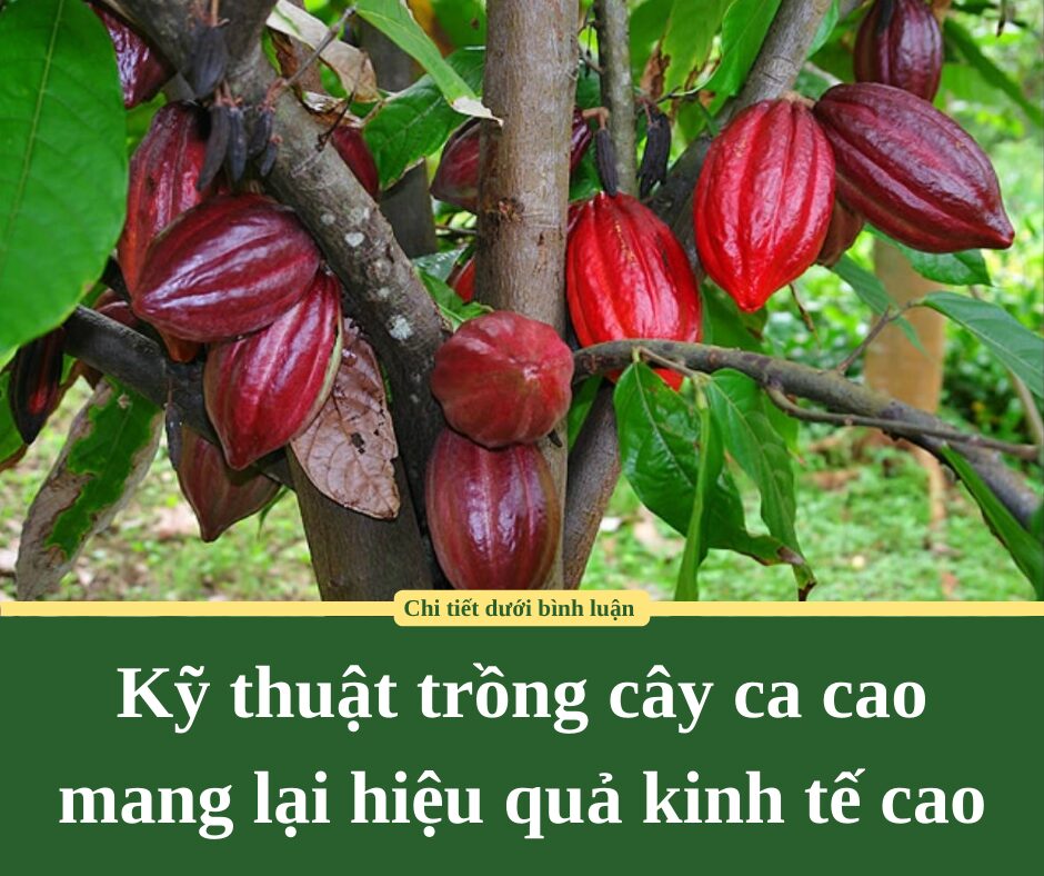 Kỹ thuật trồng cây ca cao mang lại hiệu quả kinh tế cao