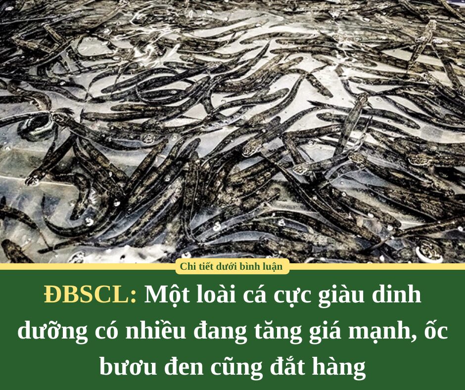 Một loài cá cực giàu dinh dưỡng có nhiều ở ĐBSCL đang tăng giá mạnh, ốc bươu đen cũng đắt hàng