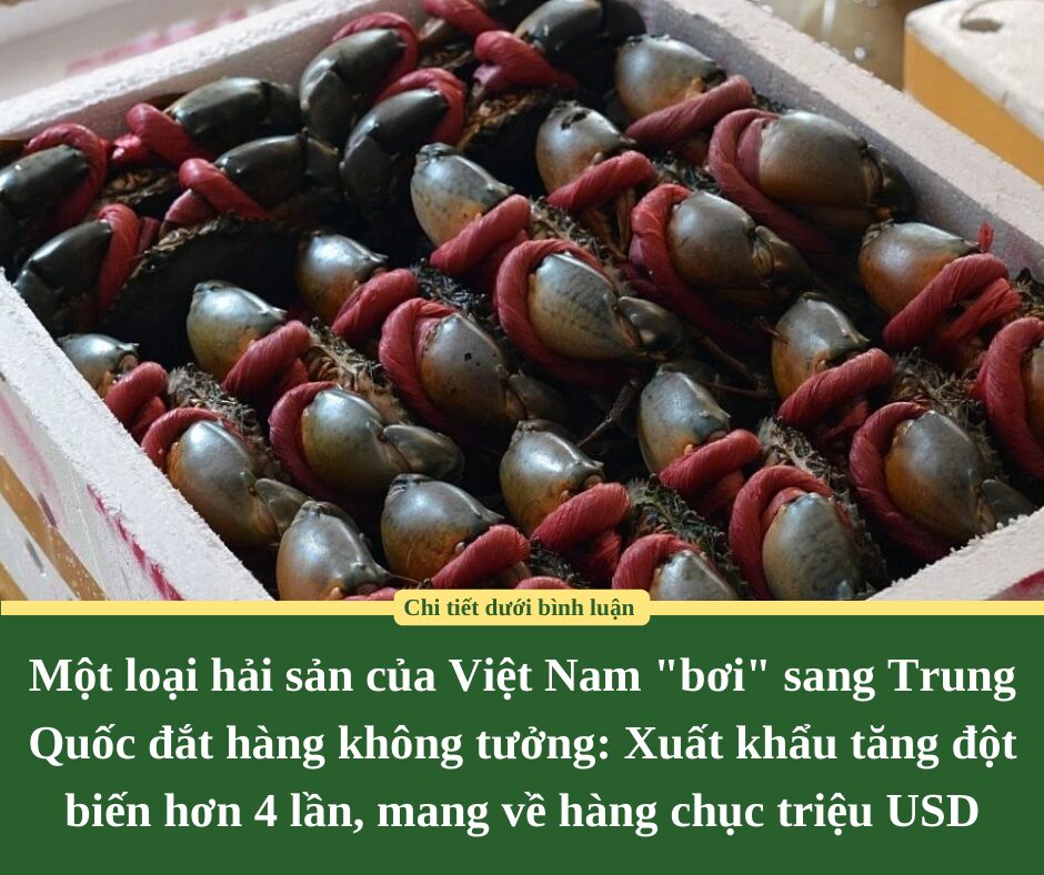 Một loại hải sản của Việt Nam “bơi” sang Trung Quốc đắt hàng không tưởng: Xuất khẩu tăng đột biến hơn 4 lần, mang về hàng chục triệu USD