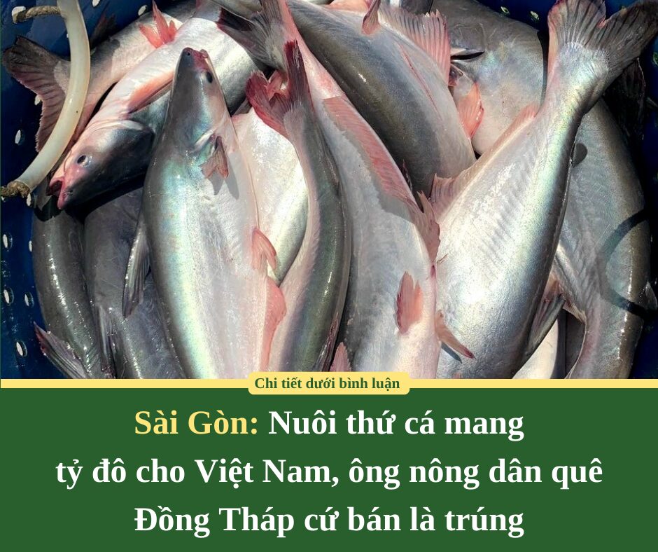 Sài Gòn: Nuôi thứ cá mang  tỷ đô cho Việt Nam, ông nông dân quê Đồng Tháp cứ bán là trúng