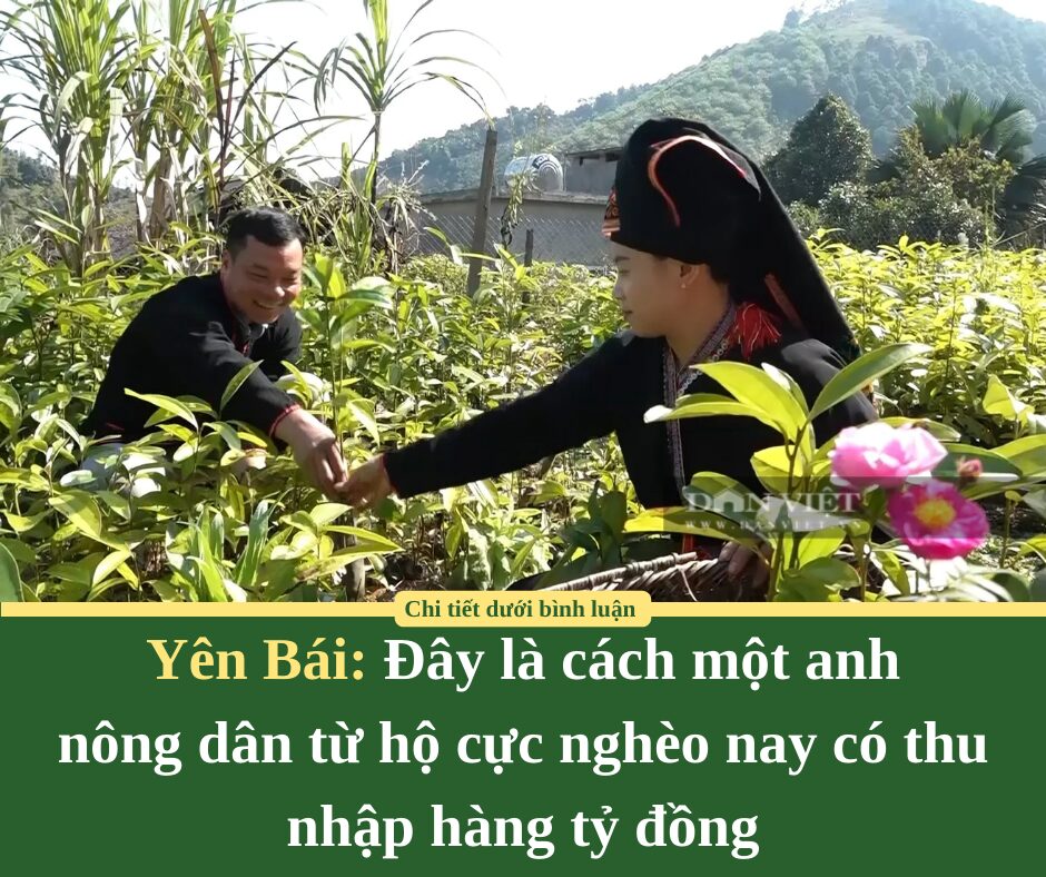 Đây là cách một anh nông dân Yên Bái từ hộ cực nghèo nay có thu nhập hàng tỷ đồng