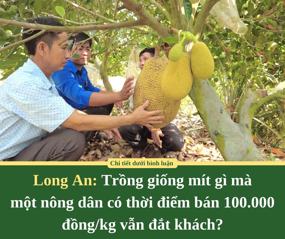 Long An: Trồng giống mít gì mà  một nông dân có thời điểm bán 100.000 đồng/kg vẫn đắt khách?