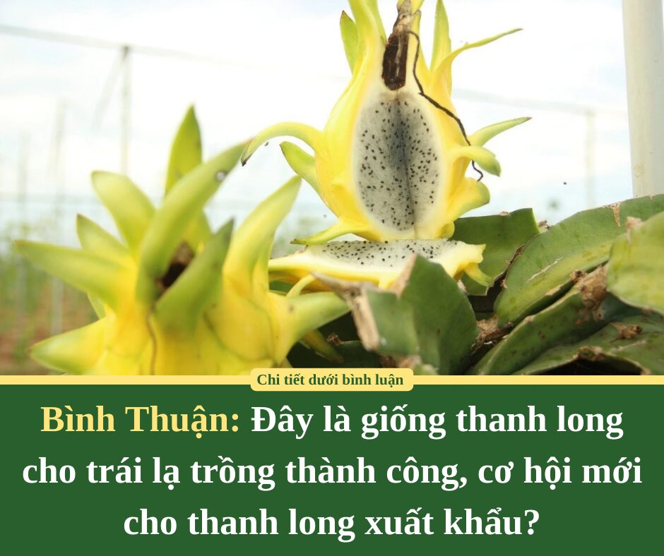 Bình Thuận: Đây là giống thanh long cho trái lạ trồng thành công, cơ hội mới cho thanh long xuất khẩu?