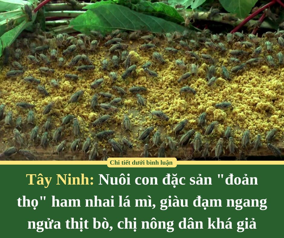 Nuôi con đặc sản “đoản thọ” ham nhai lá mì, giàu đạm ngang ngửa thịt bò, chị nông dân Tây Ninh khá giả