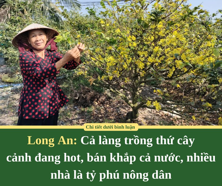 Cả làng ở Long An trồng thứ cây cảnh đang hot, bán khắp cả nước, nhiều nhà là tỷ phú nông dân