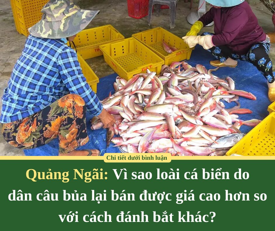 Quảng Ngãi: Vì sao loài cá biển do  dân câu bủa lại bán được giá cao hơn so với cách đánh bắt khác?