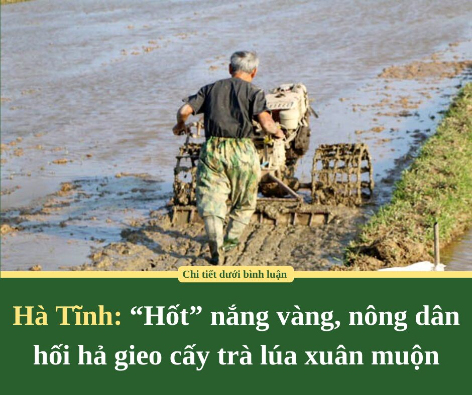 Hà Tĩnh: “Hốt” nắng vàng, nông dân  hối hả gieo cấy trà lúa xuân muộn