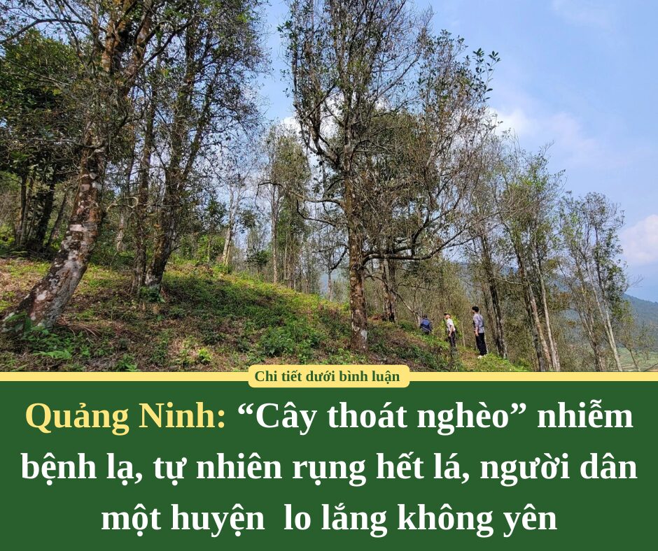 “Cây thoát nghèo” nhiễm bệnh lạ, tự nhiên rụng hết lá, người dân một huyện của Quảng Ninh lo lắng không yên