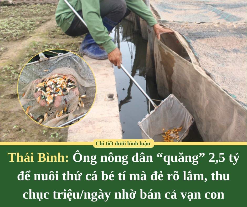 Thái Bình: Ông nông dân “quăng” 2,5 tỷ để nuôi thứ cá bé tí mà đẻ rõ lắm, thu chục triệu/ngày nhờ bán cả vạn con