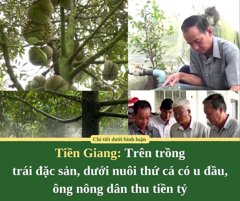 Tiền Giang: Trên trồng trái đặc sản, dưới nuôi thứ cá có u đầu, ông nông dân thu tiền tỷ