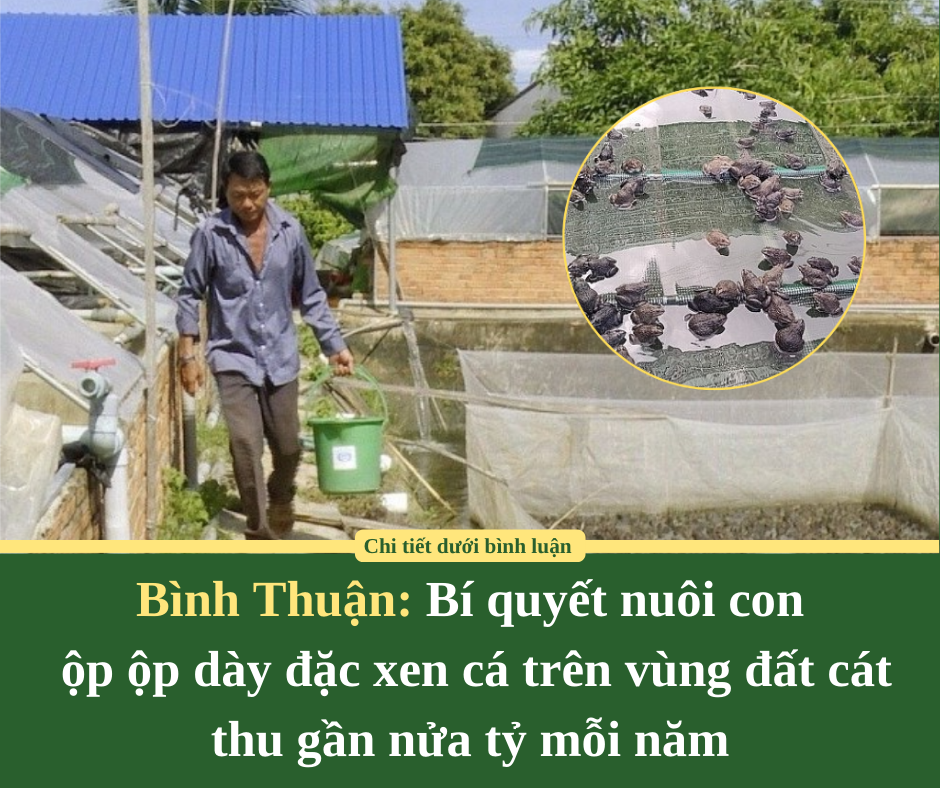 Bình Thuận: Bí quyết nuôi con ộp ộp dày đặc xen cá trên vùng đất cát thu gần nửa tỷ mỗi năm