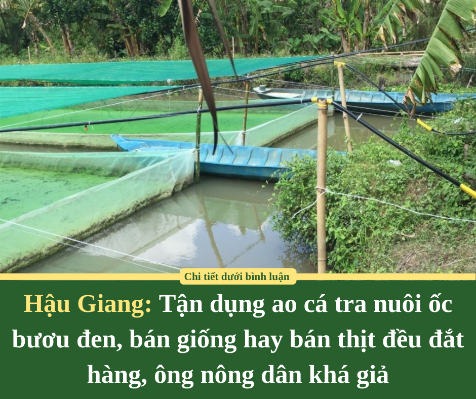 Hậu Giang: Tận dụng ao cá tra nuôi ốc bươu đen, bán giống hay bán thịt đều đắt hàng, ông nông dân khá giả