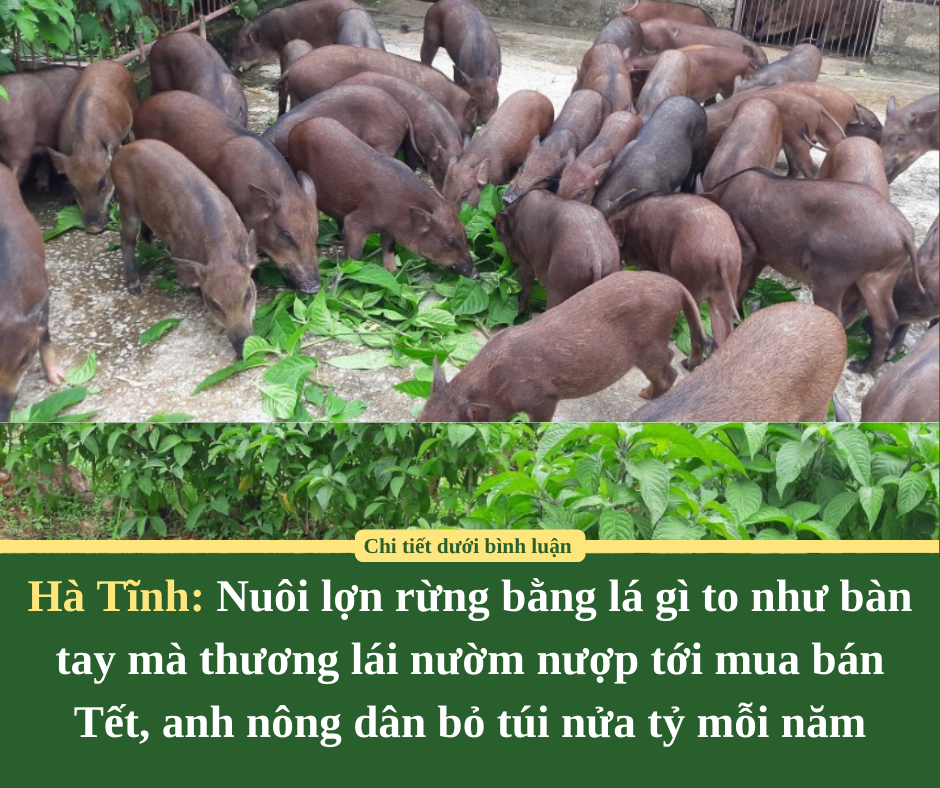 Hà Tĩnh: Nuôi lợn rừng bằng lá gì to như bàn tay mà thương lái nườm nượp tới mua bán Tết, anh nông dân bỏ túi nửa tỷ mỗi năm