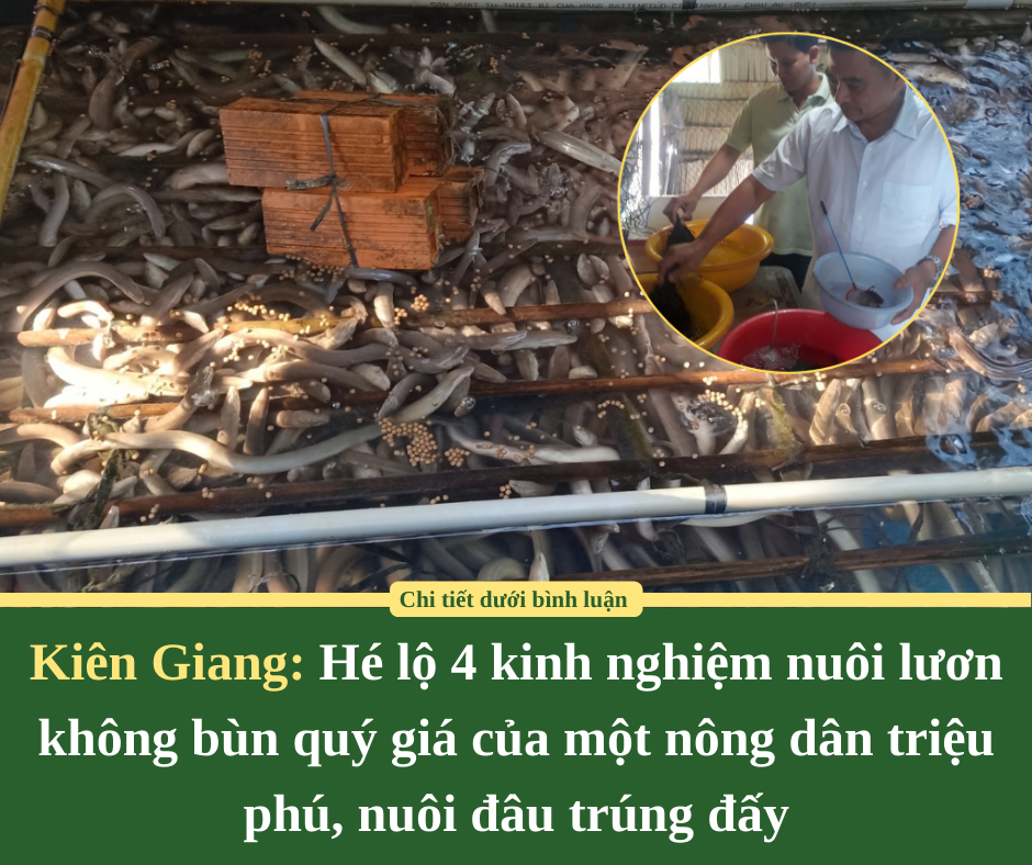 Kiên Giang: Hé lộ 4 kinh nghiệm nuôi lươn không bùn quý giá của một nông dân triệu phú, nuôi đâu trúng đấy