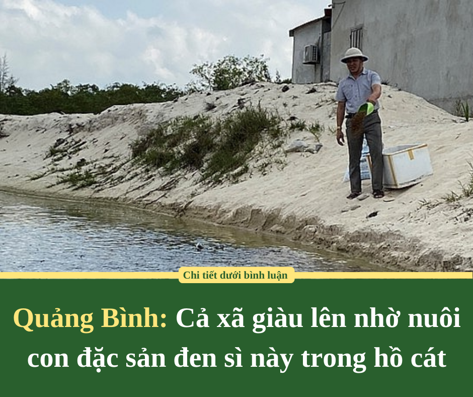 Quảng Bình: Cả xã giàu lên nhờ nuôi con đặc sản đen sì này trong hồ cát