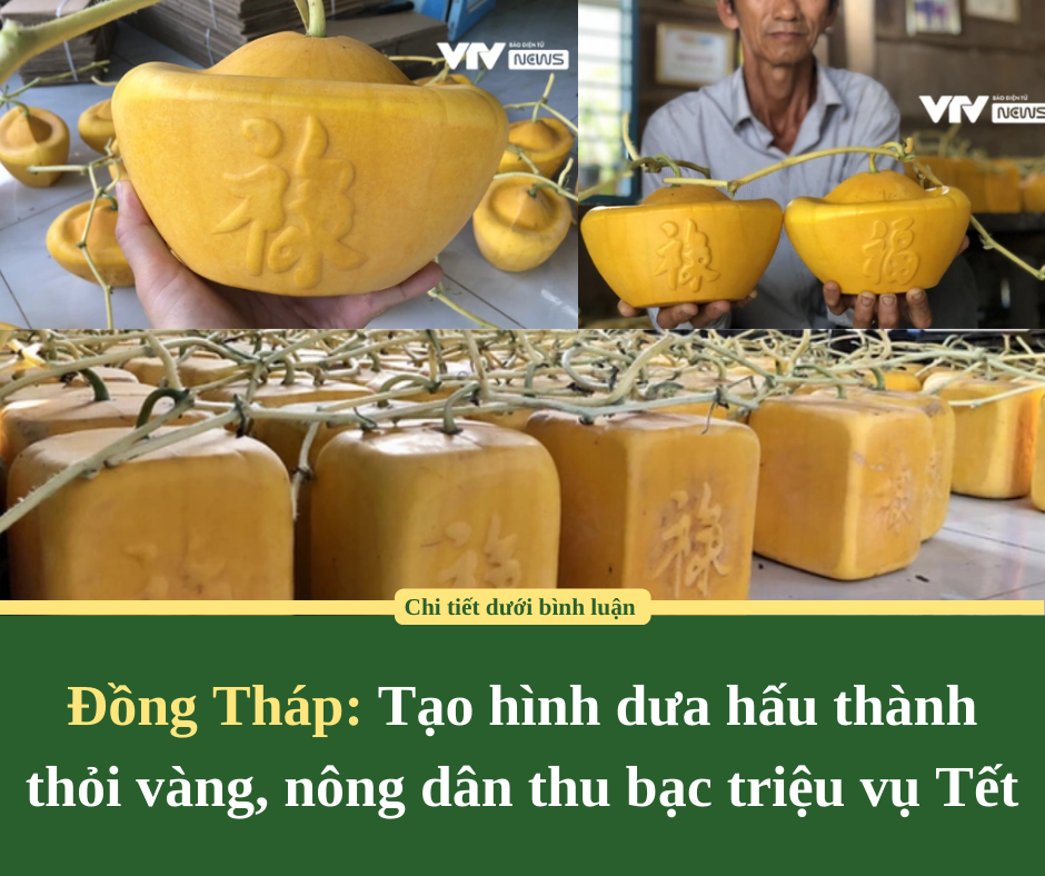 Đồng Tháp: Tạo hình dưa hấu thành thỏi vàng, nông dân thu bạc triệu vụ Tết