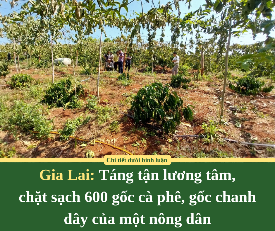 Gia Lai: Táng tận lương tâm,  chặt sạch 600 gốc cà phê, gốc chanh dây của một nông dân