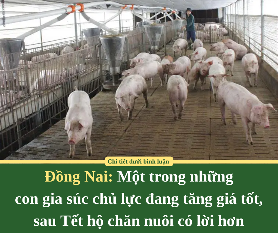 Đồng Nai: Một trong những  con gia súc chủ lực đang tăng giá tốt, sau Tết hộ chăn nuôi có lời hơn