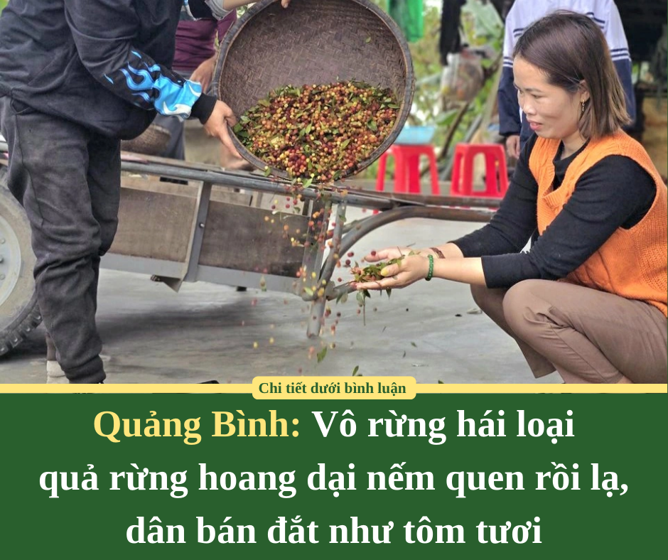 Vô rừng hái loại quả rừng hoang dại nếm quen rồi lạ, dân một huyện ở Quảng Bình bán đắt như tôm tươi