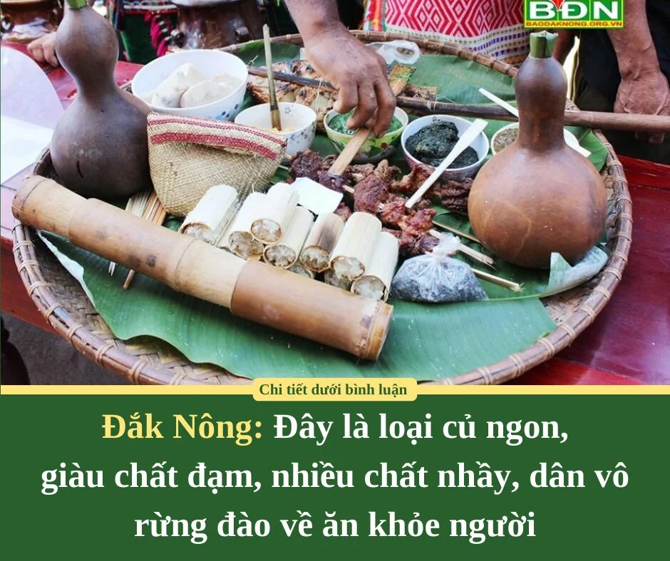 Đắk Nông: Đây là loại củ ngon, giàu chất đạm, nhiều chất nhầy, dân vô rừng đào về ăn khỏe người