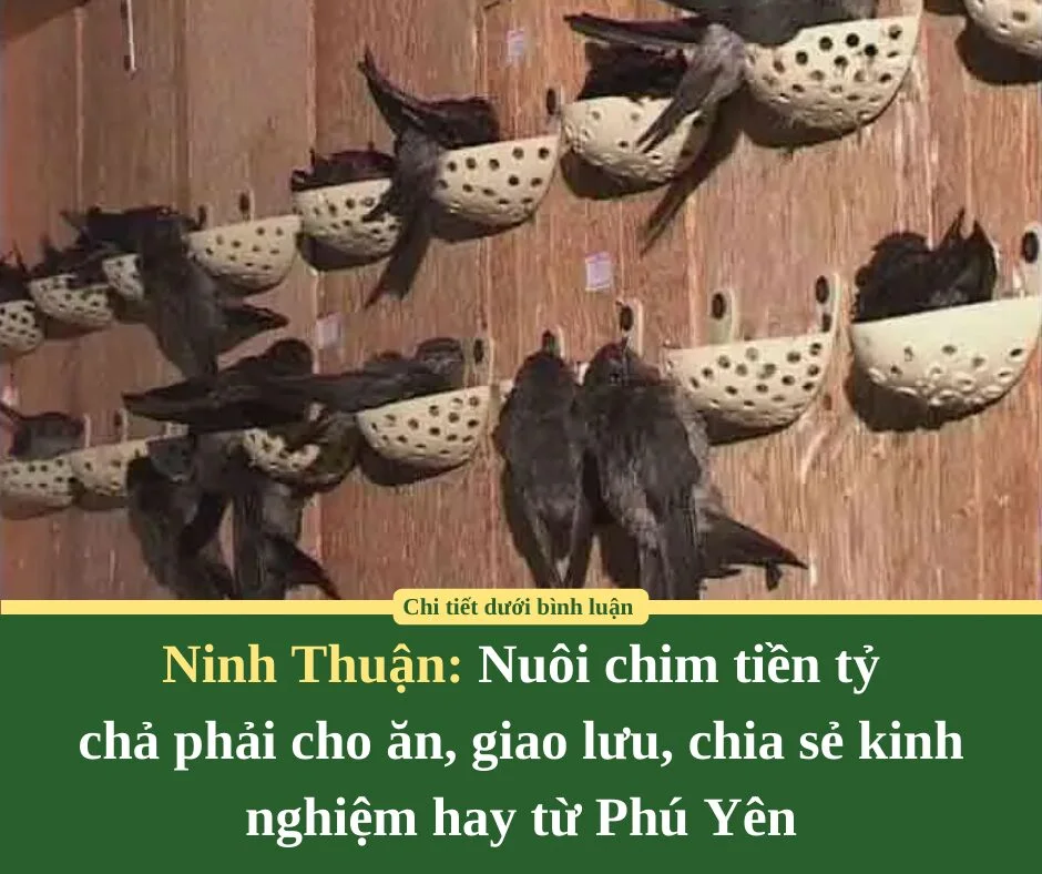 Ninh Thuận: Nuôi chim tiền tỷ chả phải cho ăn, giao lưu, chia sẻ kinh nghiệm hay từ Phú Yên