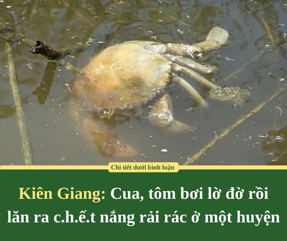 Kiên Giang: Cua, tôm bơi lờ đờ rồi lăn ra c.h.ế.t nắng rải rác ở một huyện