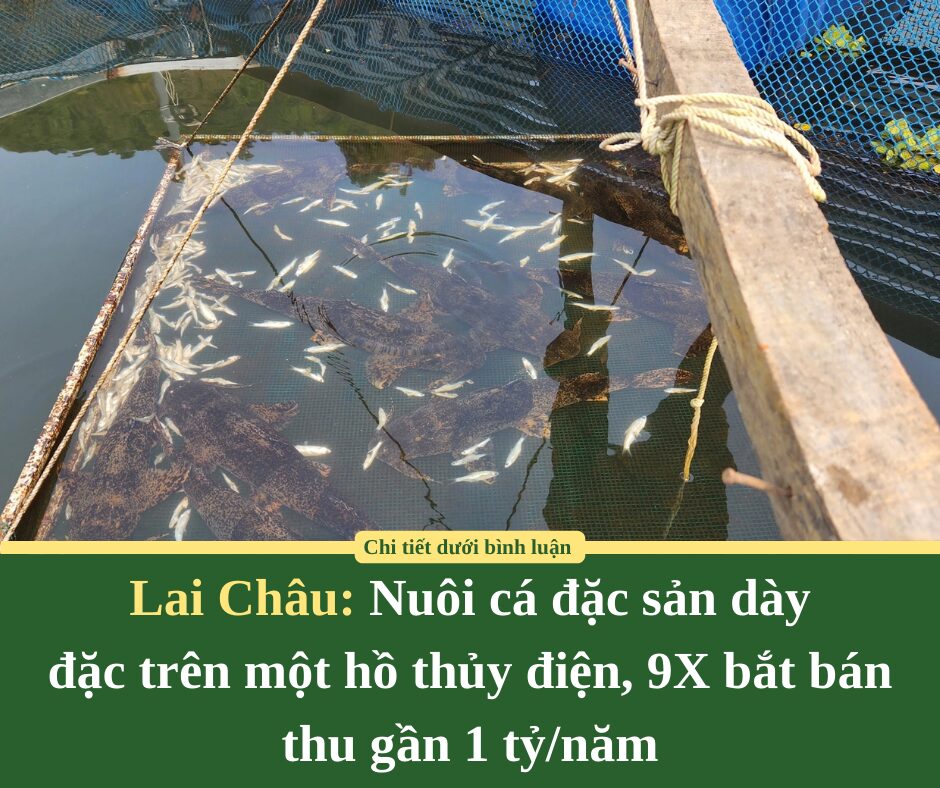 Lai C﻿hâu: Nuôi cá đặc sản dày đặc trên một hồ thủy điện, 9X bắt bán thu gần 1 tỷ/năm