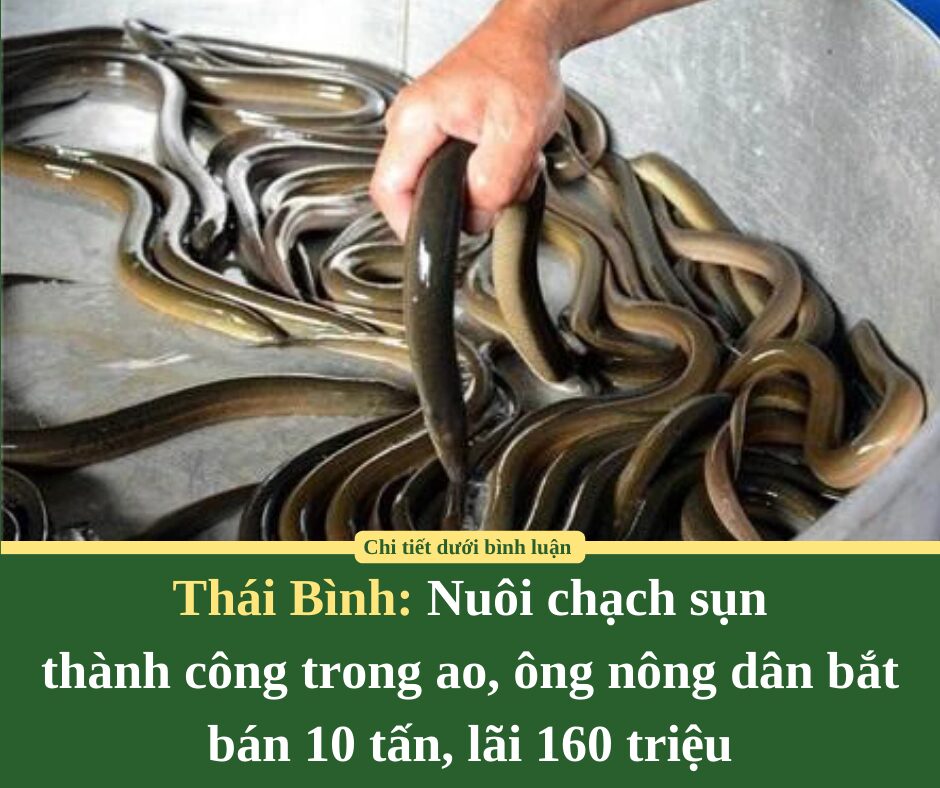 Thái Bình: Nuôi chạch sụn thành công trong ao, ông nông dân bắt bán 10 tấn, lãi 160 triệu