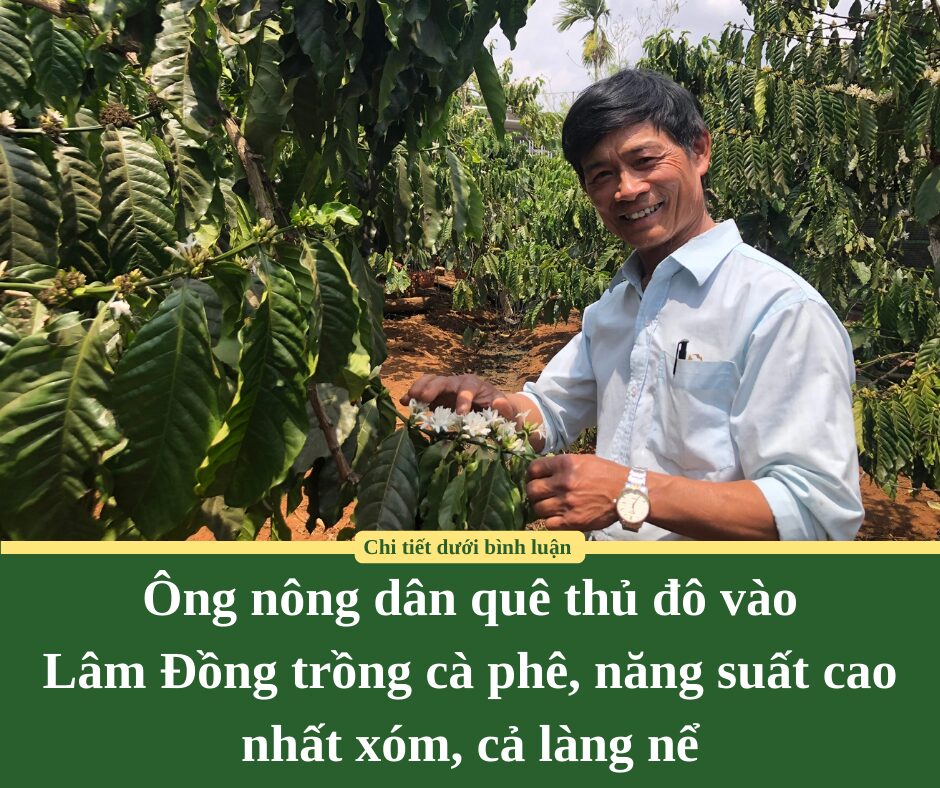 Ông nông dân quê thủ đô vào Lâm Đồng trồng cà phê, năng suất cao nhất xóm, cả làng nể