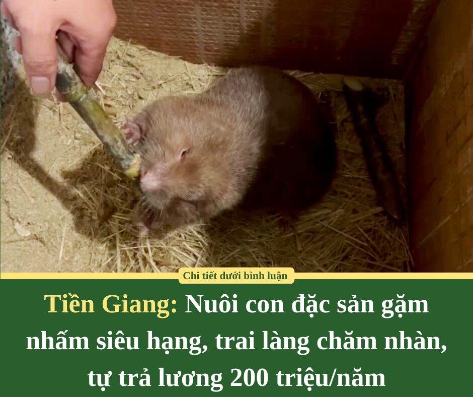 Nuôi con đặc sản gặm nhấm siêu hạng, trai làng Tiền Giang chăm nhàn, tự trả lương 200 triệu/năm