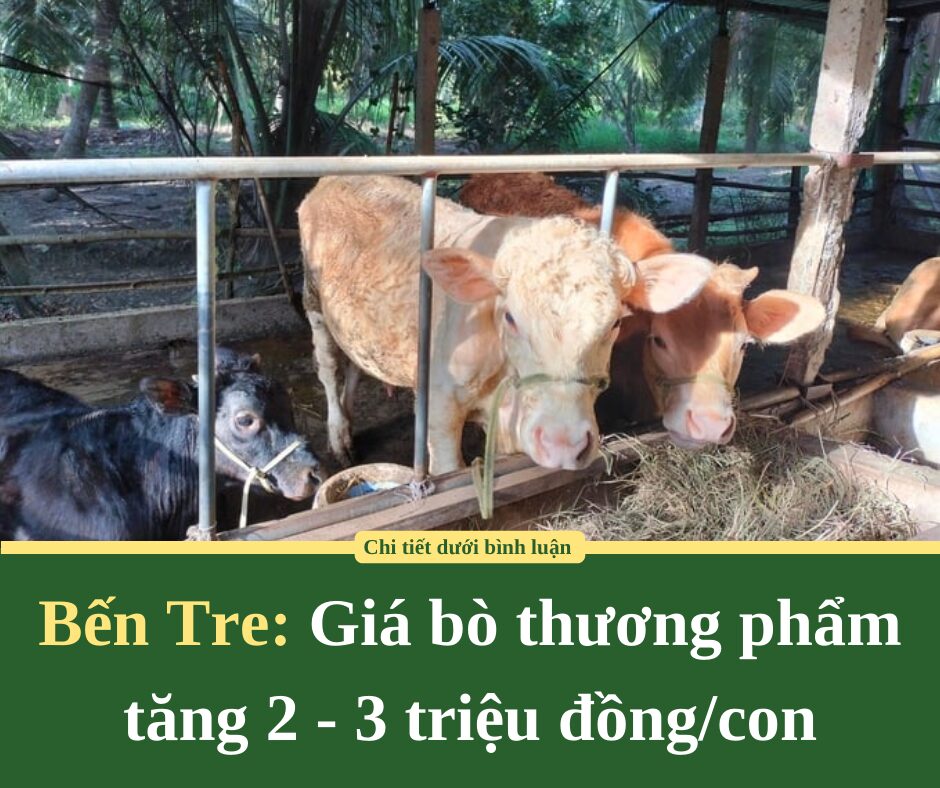 Giá bò thương phẩm tăng 2 – 3 triệu đồng/con