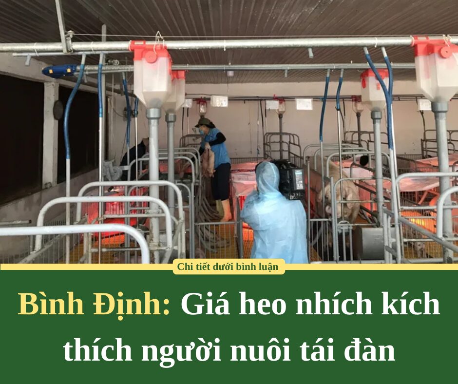 Giá heo nhích kích thích người nuôi tái đàn