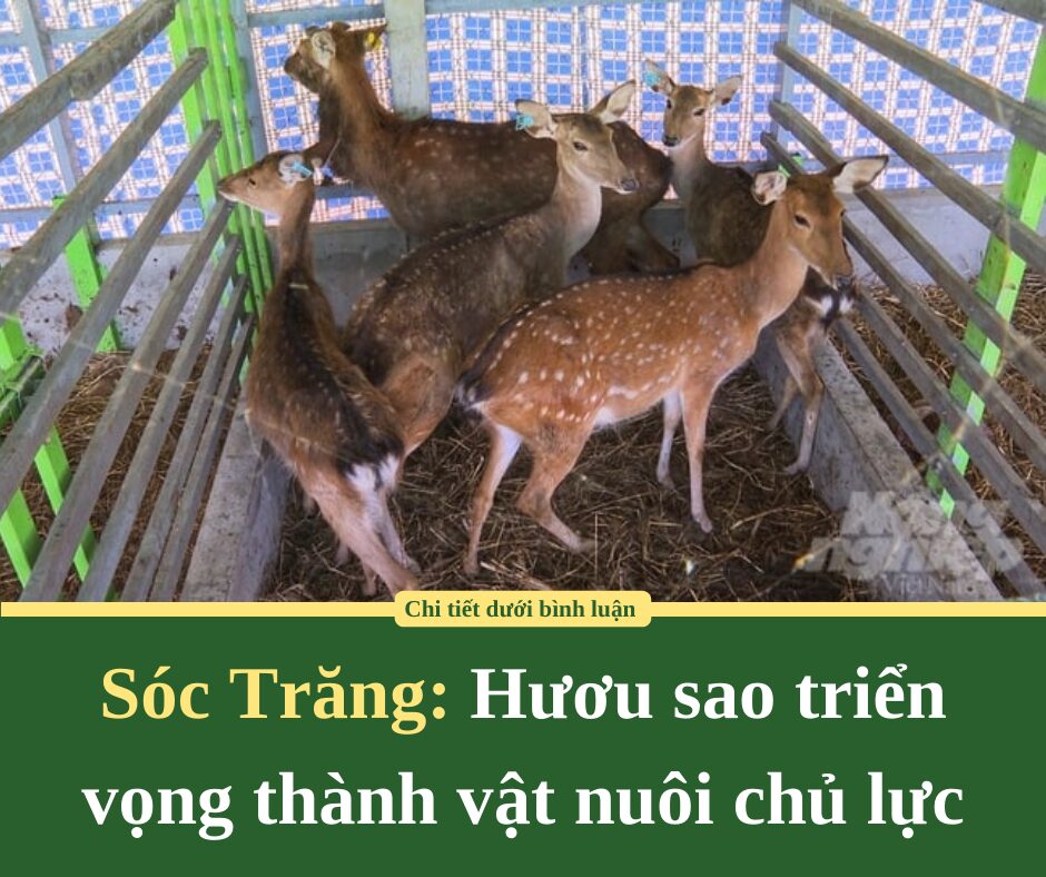 Sóc Trăng: Hươu sao triển vọng thành vật nuôi chủ lực