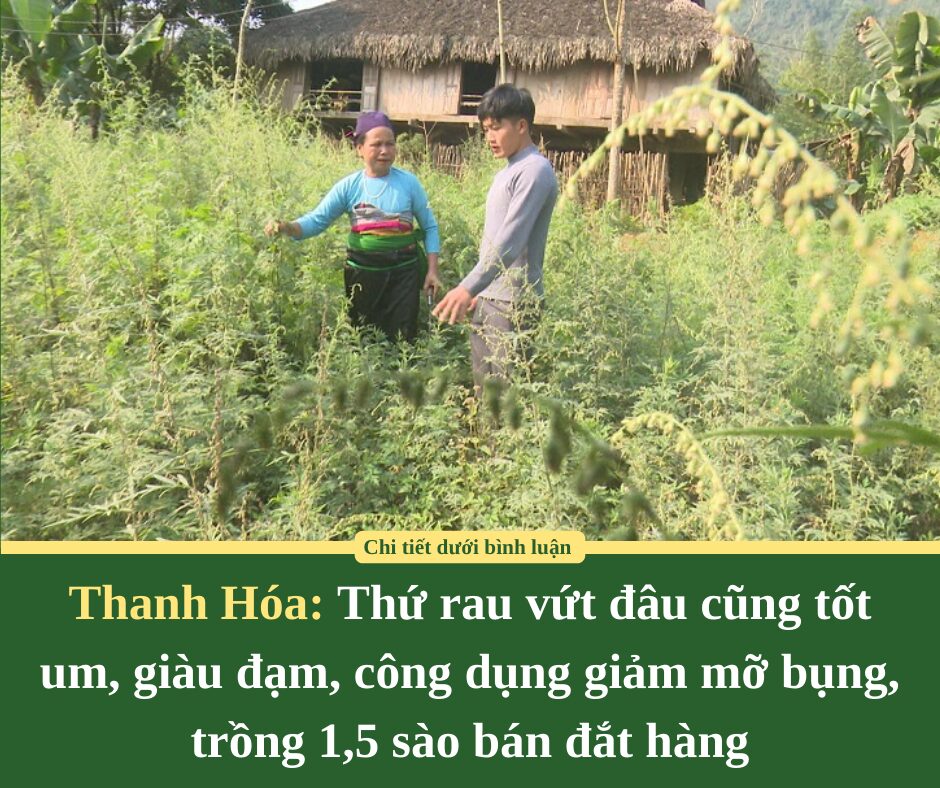 T﻿hanh Hóa: Thứ rau vứt đâu cũng tốt  um, giàu đạm, công dụng giảm mỡ bụng, trồng 1,5 sào bán đắt hàng