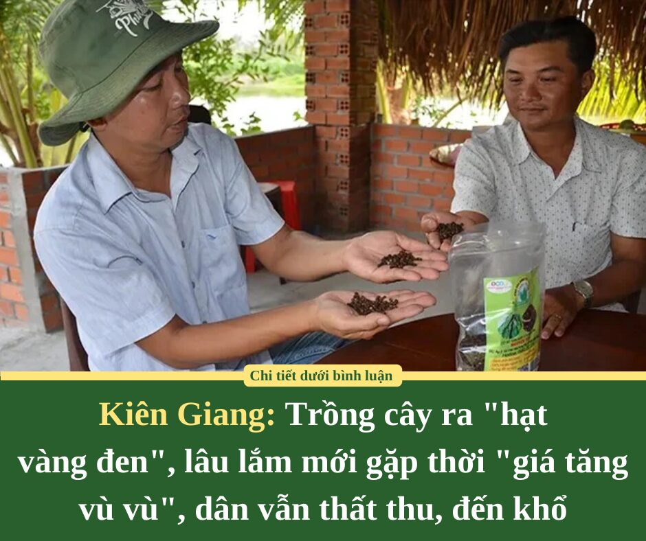 Kiên Giang: Trồng cây ra “hạt  vàng đen”, lâu lắm mới gặp thời “giá tăng vù vù”, dân vẫn thất thu, đến khổ