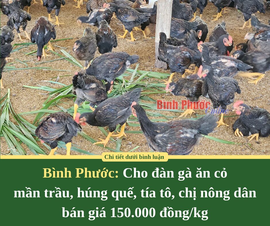 Bình Phước: Cho đàn gà ăn cỏ  mần trầu, húng quế, tía tô, chị nông dân  bán giá 150.000 đồng/kg