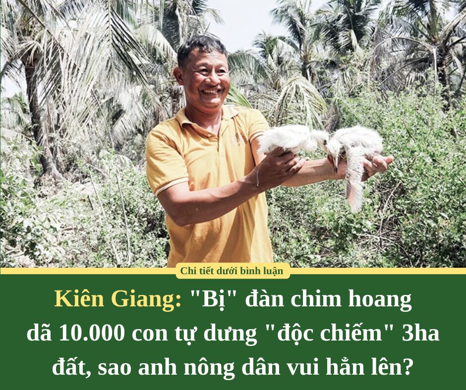 “Bị” đàn chim hoang dã 10.000 con tự dưng “độc chiếm” 3ha đất, sao anh nông dân Kiên Giang vui hẳn lên?