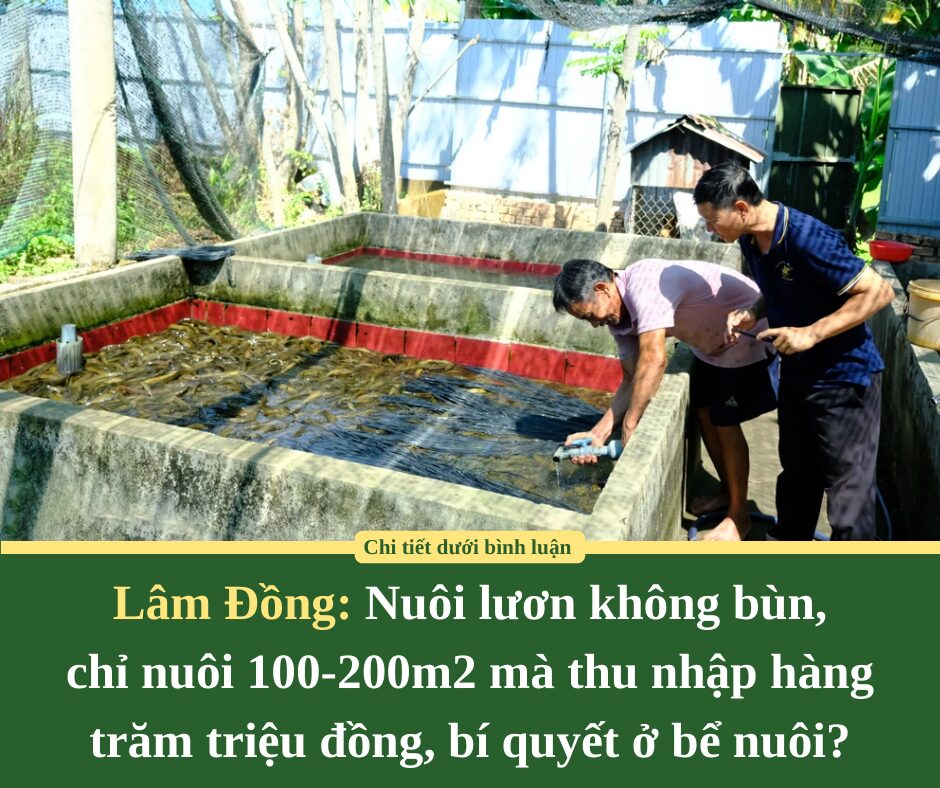 Lâm Đồng: Nuôi lươn không bùn,  chỉ nuôi 100-200m2 mà thu nhập hàng trăm triệu đồng, bí quyết ở bể nuôi?