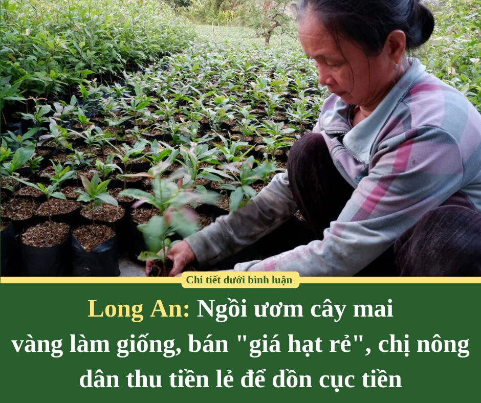 Ngồi ươm cây mai vàng làm giống, bán “giá hạt rẻ”, chị nông dân Long An thu tiền lẻ để dồn cục tiền