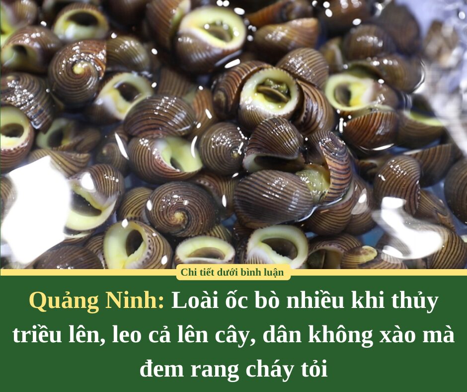 Quảng Ninh: Loài ốc bò nhiều khi thủy triều lên, leo cả lên cây, dân không xào mà đem rang cháy tỏi