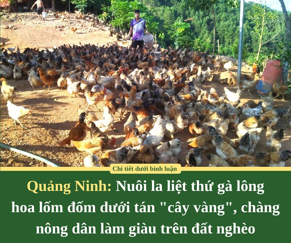 Quảng Ninh: Nuôi la liệt thứ gà lông  hoa lốm đốm dưới tán “cây vàng”, chàng nông dân làm giàu trên đất nghèo