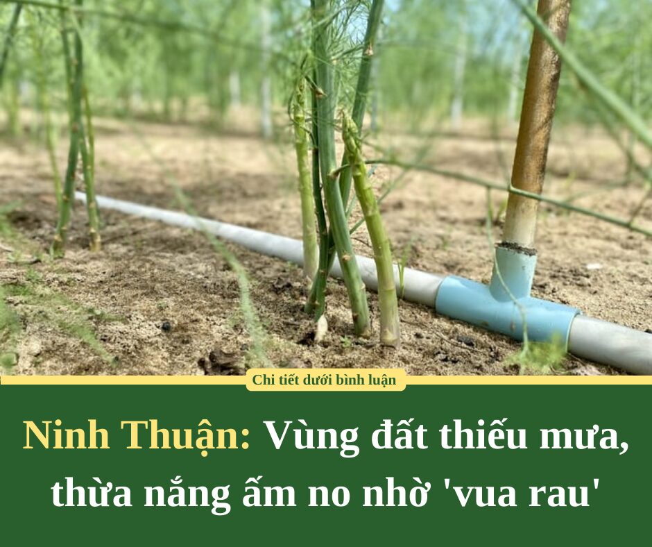 Ninh Thuận: Vùng đất thiếu mưa, thừa nắng ấm no nhờ ‘vua rau’