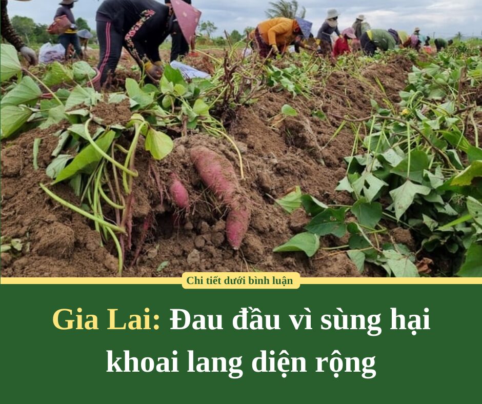 Gia Lai: Đau đầu vì sùng hại khoai lang diện rộng