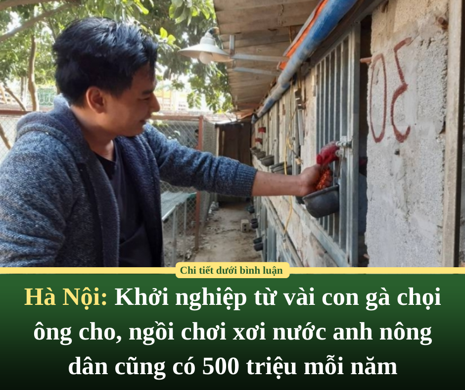 Hà Nội: Khởi nghiệp từ vài con gà chọi ông cho, ngồi chơi xơi nước anh nông dân cũng có 500 triệu mỗi năm