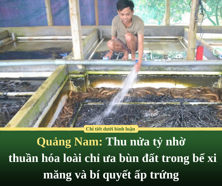 Quảng Nam: Thu nửa tỷ nhờ thuần hóa loài chỉ ưa bùn đất trong bể xi măng và bí quyết ấp trứng