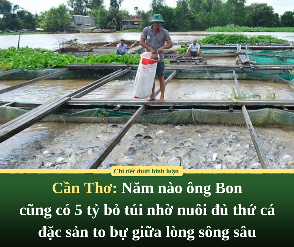 Cần Thơ: Năm nào ông Bon cũng có 5 tỷ bỏ túi nhờ nuôi đủ thứ cá đặc sản to bự giữa lòng sông sâu