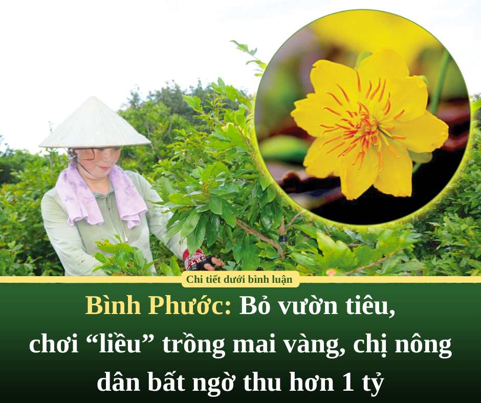 Bình Phước: Bỏ vườn tiêu, chơi “liều” trồng mai vàng, chị nông dân bất ngờ thu hơn 1 tỷ