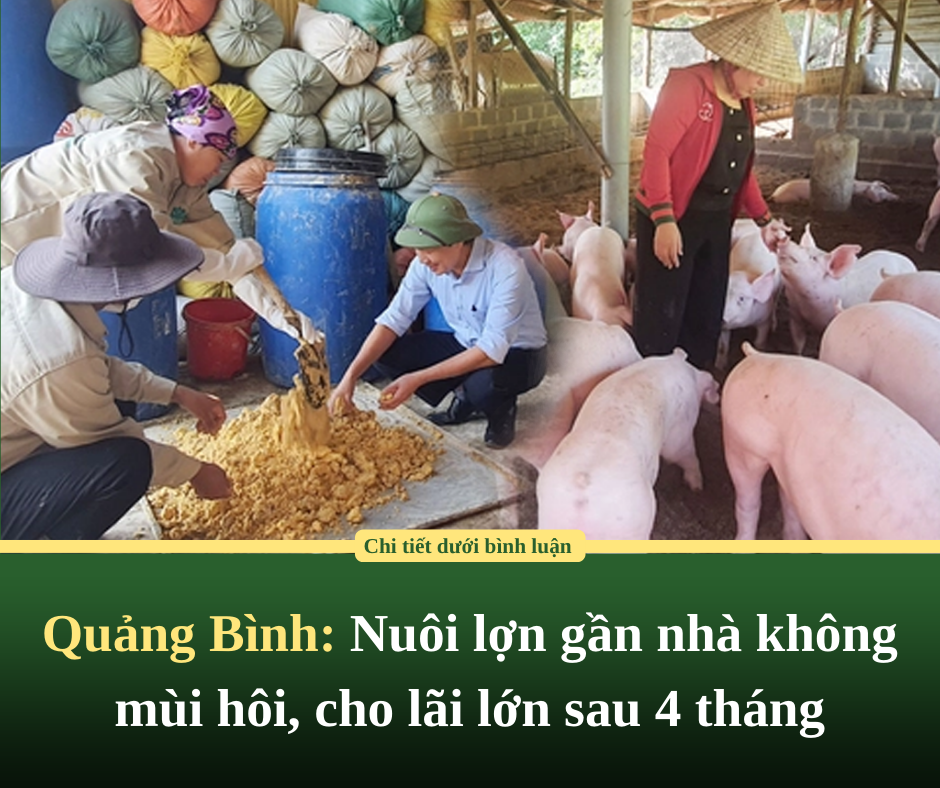 Quảng Bình: Nuôi lợn gần nhà không mùi hôi, cho lãi lớn sau 4 tháng